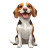 Smiling Beagle Vinyl Car Decal Sticker – Waterproof & UV-Resistant 8"