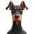 Pixar Style Doberman Vinyl Car Decal Sticker – Waterproof & UV-Resistant 8"