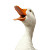 White Duck Caricature Vinyl Car Decal Sticker – Waterproof & UV-Resistant 8"