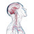 Nervous System Illustration Vinyl Car Decal Sticker – Waterproof & UV-Resistant 8"