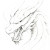 Fierce Dragon V4 Vinyl Car Decal Sticker – Waterproof & UV-Resistant 8"
