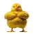 Muscular Yellow Chick Vinyl Car Decal Sticker – Waterproof & UV-Resistant 8"