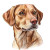 Dog Sketch Vinyl Car Decal Sticker – Waterproof & UV-Resistant 8"