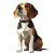 Beagle Illustration Vinyl Car Decal Sticker – Waterproof & UV-Resistant 8"