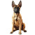 Belgian Malinois Puppy Vinyl Car Decal Sticker – Waterproof & UV-Resistant 8"