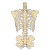 X-Ray Back Bones Vinyl Car Decal Sticker – Waterproof & UV-Resistant 8"