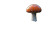 Mushroom Vinyl Car Decal Sticker – Waterproof & UV-Resistant 8"
