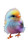 Baby Bird V2 Vinyl Car Decal Sticker – Waterproof & UV-Resistant 8"