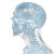 Xray Skull Party Vinyl Car Decal Sticker – Waterproof & UV-Resistant 8"