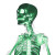 Glowing Green Skeleton Vinyl Car Decal Sticker – Waterproof & UV-Resistant 8"