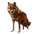 Ginger European Wolf Vinyl Car Decal Sticker – Waterproof & UV-Resistant 8"