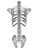 Human Spine Schematic Vinyl Car Decal Sticker – Waterproof & UV-Resistant 8"