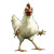 Four-Legged Chicken Vinyl Car Decal Sticker – Waterproof & UV-Resistant 8"