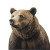 Brown Bear Vinyl Car Decal Sticker – Waterproof & UV-Resistant 8"