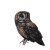 Black Tawny Owl Vinyl Car Decal Sticker – Waterproof & UV-Resistant 8"