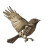 Bony Sparrow Flight Vinyl Car Decal Sticker – Waterproof & UV-Resistant 8"
