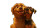 Dog Duo On Stage Vinyl Car Decal Sticker – Waterproof & UV-Resistant 8"