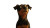 Pixar-Style Jack Russell Vinyl Car Decal Sticker – Waterproof & UV-Resistant 8"