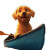 Golden Labrador Canoe Vinyl Car Decal Sticker – Waterproof & UV-Resistant 8"