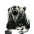 Roaring Bear Portrait V6 Vinyl Car Decal Sticker – Waterproof & UV-Resistant 8"