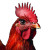 Red Hen Glam Vinyl Car Decal Sticker – Waterproof & UV-Resistant 8"