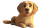 Hungry Golden Retriever Vinyl Car Decal Sticker – Waterproof & UV-Resistant 8"