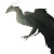 Beaked Wyvern Vinyl Car Decal Sticker – Waterproof & UV-Resistant 8"