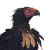 Fantasy Vulture V2 Vinyl Car Decal Sticker – Waterproof & UV-Resistant 8"