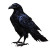 Black Raven Vinyl Car Decal Sticker – Waterproof & UV-Resistant 8"