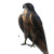 Gigantic Falcon Vinyl Car Decal Sticker – Waterproof & UV-Resistant 8"