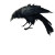Stylized Dead Raven Vinyl Car Decal Sticker – Waterproof & UV-Resistant 8"