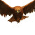 Filthy Judgmental Bird Vinyl Car Decal Sticker – Waterproof & UV-Resistant 8"