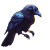Black Raven Perched Vinyl Car Decal Sticker – Waterproof & UV-Resistant 8"