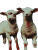 Two-Headed Lamb Vinyl Car Decal Sticker – Waterproof & UV-Resistant 8"