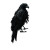 Broken Condor Emblem Vinyl Car Decal Sticker – Waterproof & UV-Resistant 8"