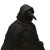Medieval Plague Doctor Vinyl Car Decal Sticker – Waterproof & UV-Resistant 8"