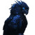 Spooky Parrot Vinyl Car Decal Sticker – Waterproof & UV-Resistant 8"