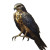 Fantasy Rpg Falcon Vinyl Car Decal Sticker – Waterproof & UV-Resistant 8"
