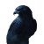 Fantasy Anime Falcon Vinyl Car Decal Sticker – Waterproof & UV-Resistant 8"