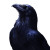 Stylized Raven Vinyl Car Decal Sticker – Waterproof & UV-Resistant 8"