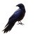 Black Raven Perched V2 Vinyl Car Decal Sticker – Waterproof & UV-Resistant 8"