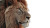 Majestic Lion Close-Up Vinyl Car Decal Sticker – Waterproof & UV-Resistant 8"