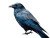 Blue Raven Vinyl Car Decal Sticker – Waterproof & UV-Resistant 8"