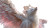 Divine Animal Angel Vinyl Car Decal Sticker – Waterproof & UV-Resistant 8"