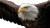 Dynamic Eagle Shot Vinyl Car Decal Sticker – Waterproof & UV-Resistant 8"