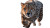 Cheetah In Motion Vinyl Car Decal Sticker – Waterproof & UV-Resistant 8"