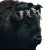 Bison With Headdress Vinyl Car Decal Sticker – Waterproof & UV-Resistant 8"