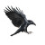 Black Raven Landing Vinyl Car Decal Sticker – Waterproof & UV-Resistant 8"