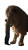 Giant Cozy Lion Vinyl Car Decal Sticker – Waterproof & UV-Resistant 8"