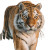 Majestic Bengal Tiger V5 Vinyl Car Decal Sticker – Waterproof & UV-Resistant 8"